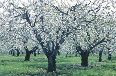 Blooming apple tree