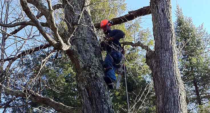 Tree trimmer in action