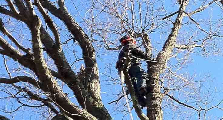 Tree trimmer in action