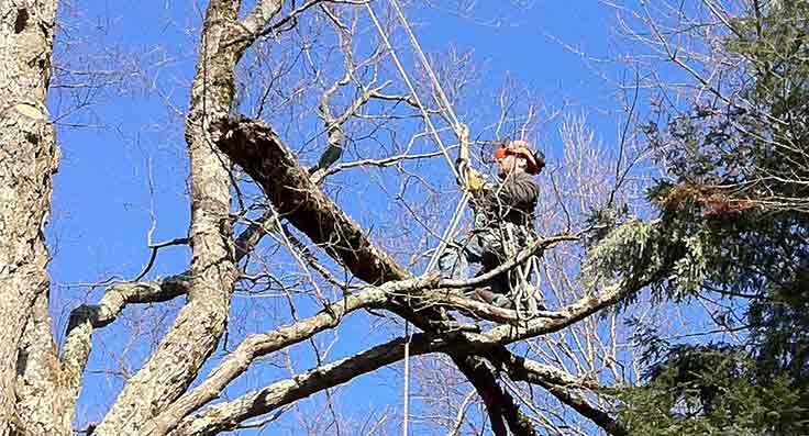 Tree trimmer in action
