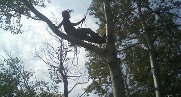 Tree trimmer in action