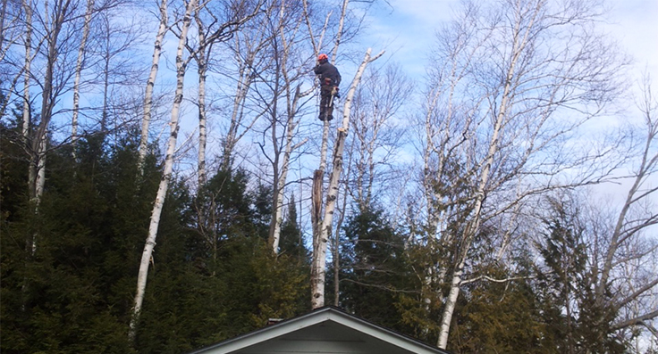 Tree trimmer in action
