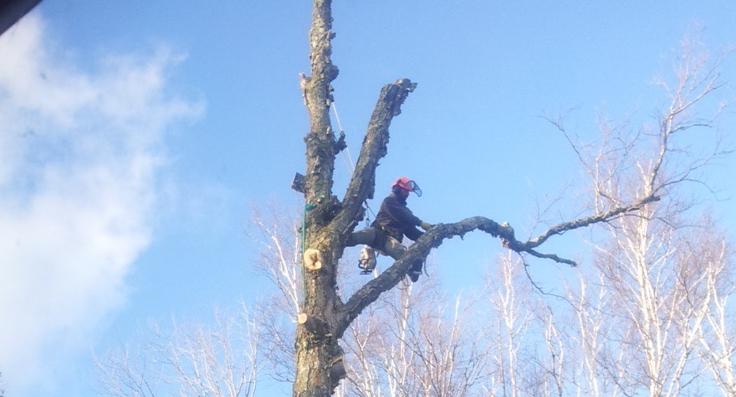 Tree trimmer in action